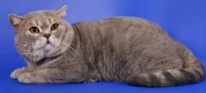 英短只有多少种毛色?不是只有蓝色(图14)