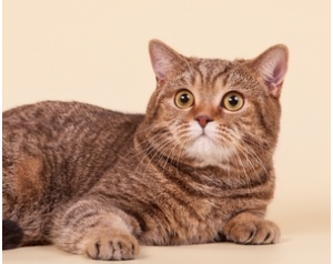 英短只有多少种毛色?不是只有蓝色(图15)