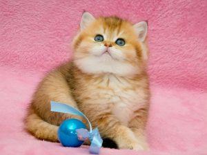 英短只有多少种毛色?不是只有蓝色(图16)