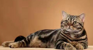 英短只有多少种毛色?不是只有蓝色(图17)