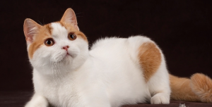 英短只有多少种毛色?不是只有蓝色(图19)