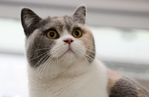 英短只有多少种毛色?不是只有蓝色(图18)