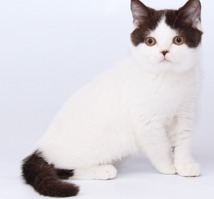 英短只有多少种毛色?不是只有蓝色(图20)