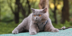 英短只有多少种毛色?不是只有蓝色(图22)