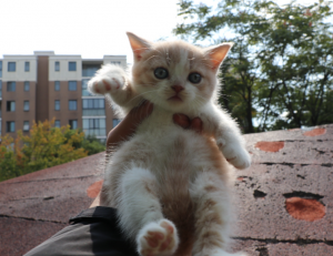 英短只有多少种毛色?不是只有蓝色(图21)