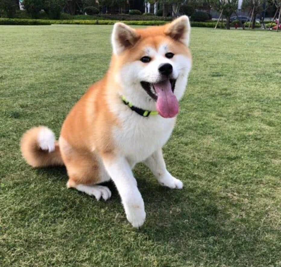 狗狗爪子肿胀,原因可大可小!如何治疗狗狗爪子肿胀?(图1)