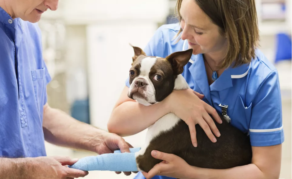 狗狗爪子肿胀,原因可大可小!如何治疗狗狗爪子肿胀?(图3)