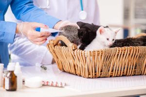 体温可以反映身体健康状况,猫的正常体温是多少?(图4)