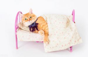 体温可以反映身体健康状况,猫的正常体温是多少?(图5)