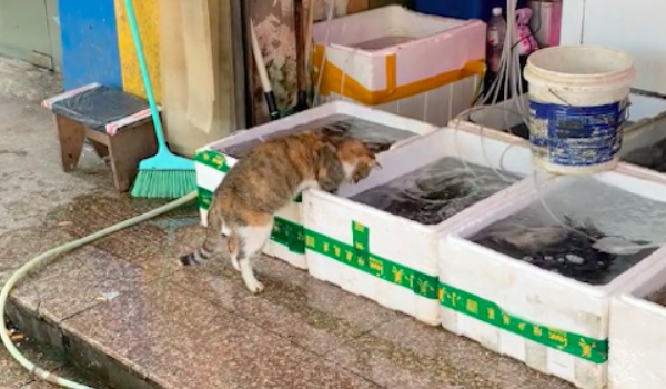 猫咪跑到水产店偷吃虾,轻车熟路的模样,一看就是惯犯(图2)