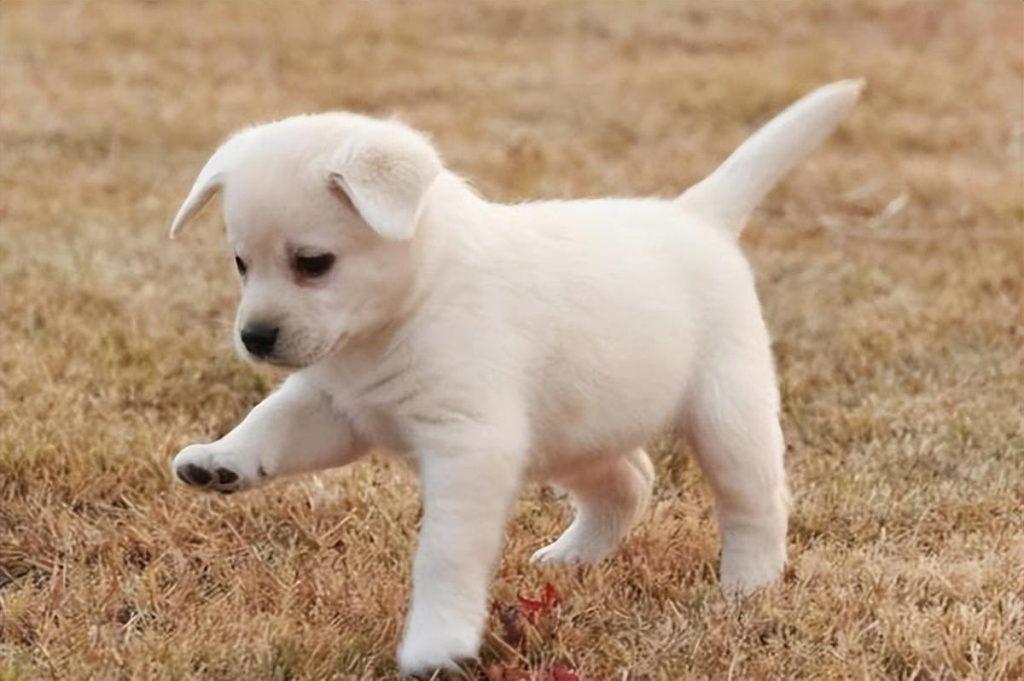 为什么有的狗狗出生就要被剪掉尾巴?恐怖的断尾手术,残忍的源头是无知(图3)