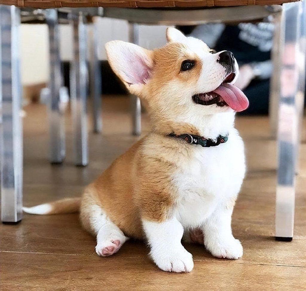 为什么有的狗狗出生就要被剪掉尾巴?恐怖的断尾手术,残忍的源头是无知(图5)