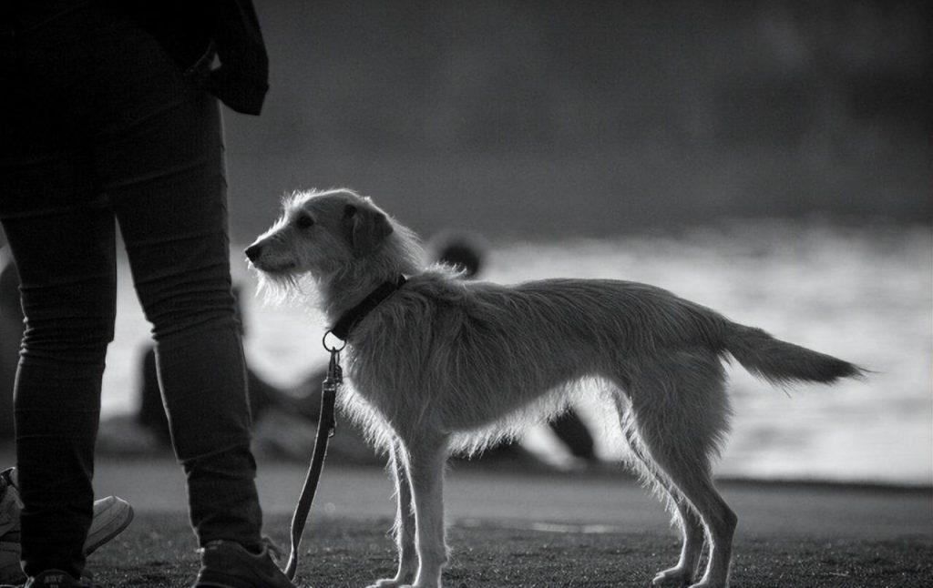 为什么有的狗狗出生就要被剪掉尾巴?恐怖的断尾手术,残忍的源头是无知(图7)