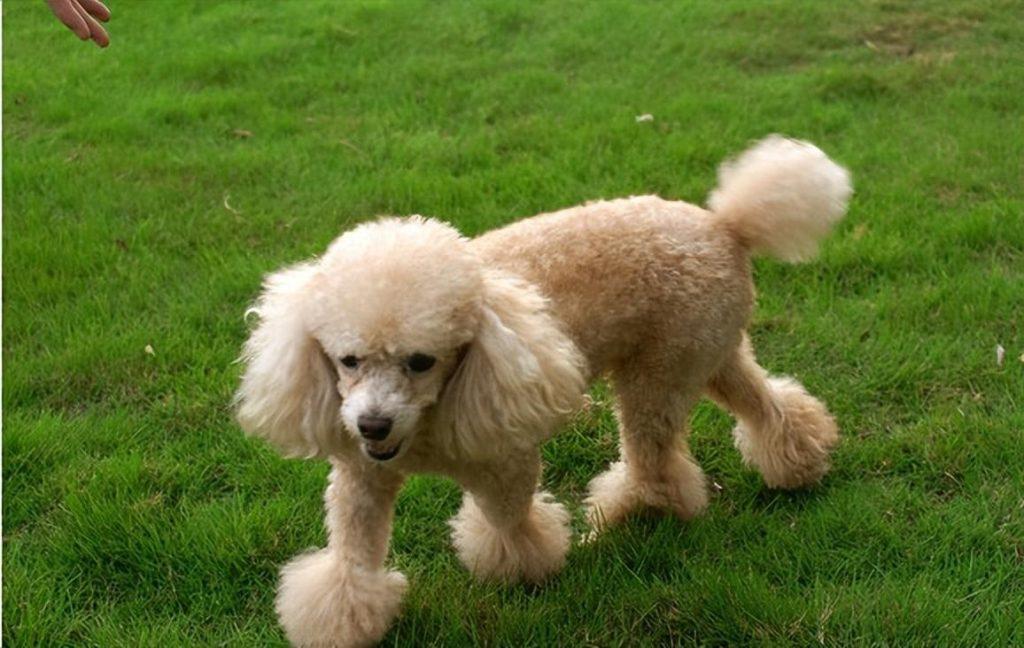 为什么有的狗狗出生就要被剪掉尾巴?恐怖的断尾手术,残忍的源头是无知(图6)