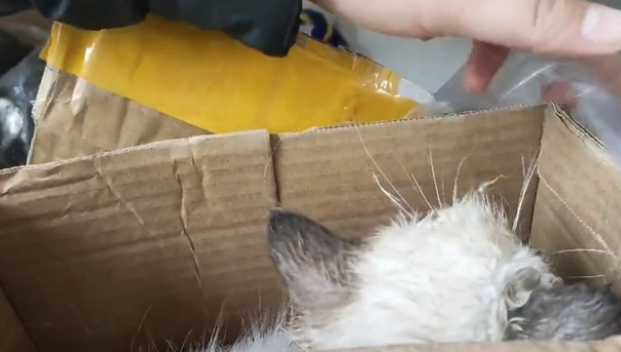 睁不开眼的猫咪找回家,只换来繁殖户的嫌弃(图1)