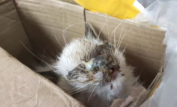 睁不开眼的猫咪找回家,只换来繁殖户的嫌弃(图2)