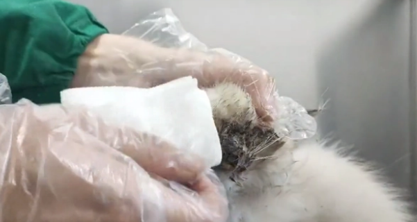 睁不开眼的猫咪找回家,只换来繁殖户的嫌弃(图3)