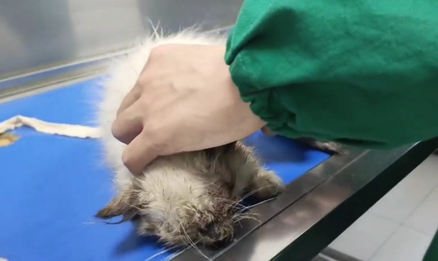 睁不开眼的猫咪找回家,只换来繁殖户的嫌弃(图5)