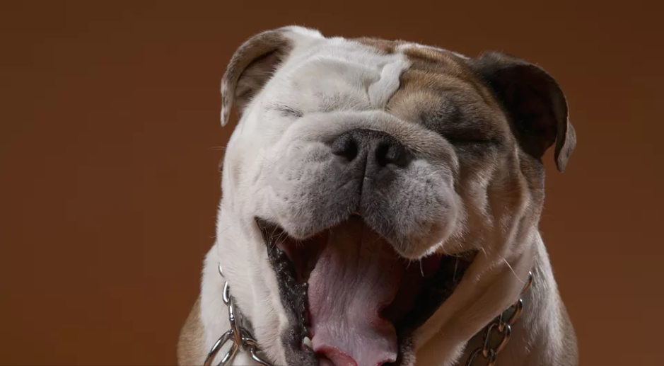 为什么狗狗会有口腔溃疡?如何治疗狗狗的口腔溃疡?(图1)