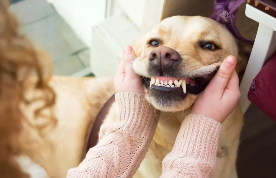 为什么狗狗会有口腔溃疡?如何治疗狗狗的口腔溃疡?(图4)