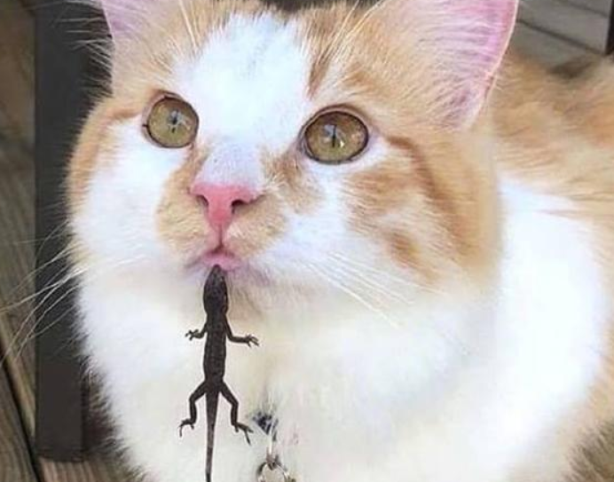 猫叼东西送给自己,正要感动,看后尖叫起来(图1)