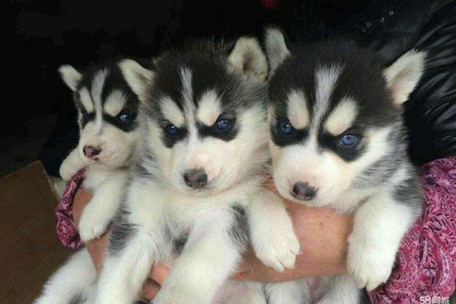 哈士奇狗狗嘴巴边上有红红的状况,应该如何解决掉这个问题?(图3)