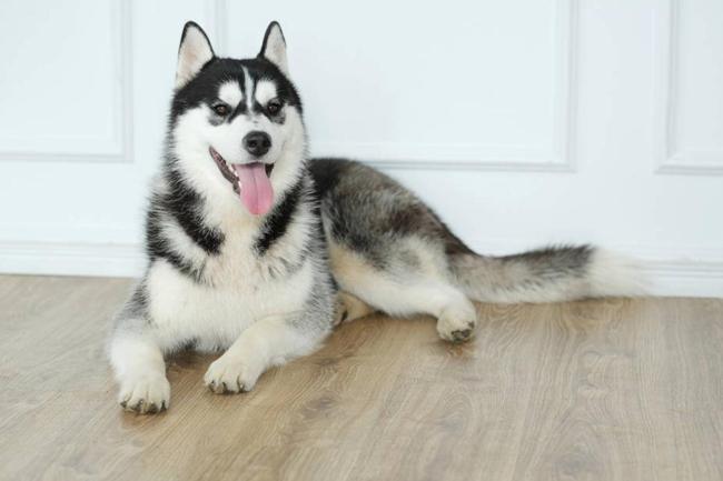 哈士奇狗狗嘴巴边上有红红的状况,应该如何解决掉这个问题?(图2)