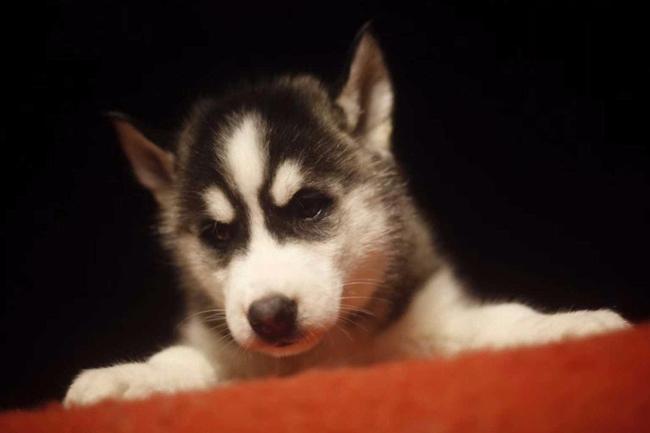 哈士奇狗狗嘴巴边上有红红的状况,应该如何解决掉这个问题?(图1)