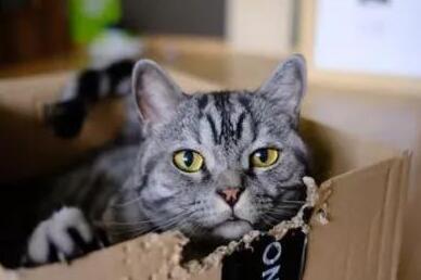 女生捡到一只猫咪,竟还附赠男友一个…结局太甜了(图1)