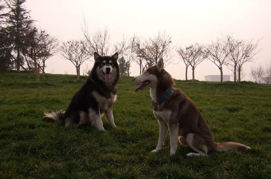 分不清哈士奇和阿拉斯加?哈士奇和阿拉斯加的区别(图3)