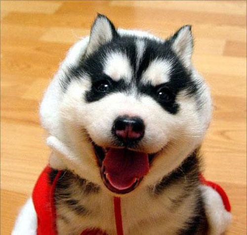 分不清哈士奇和阿拉斯加?哈士奇和阿拉斯加的区别(图4)