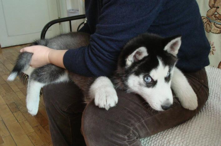 分不清哈士奇和阿拉斯加?哈士奇和阿拉斯加的区别(图5)