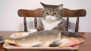 猫咪喜欢吃什么食物你知道吗?(图2)