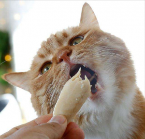 猫咪喜欢吃什么食物你知道吗?(图4)