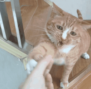 猫咪喜欢吃什么食物你知道吗?(图6)