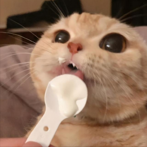 猫咪喜欢吃什么食物你知道吗?(图5)