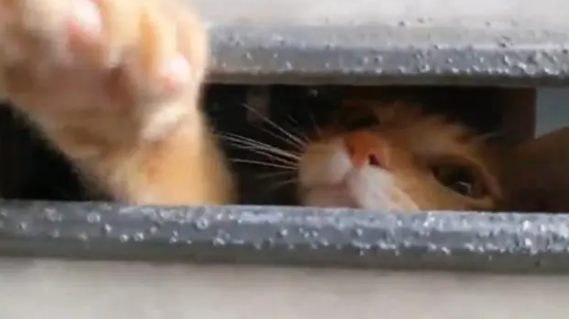 猫奴站门口不进,猫咪竟冲出来挥爪子迎接(图2)