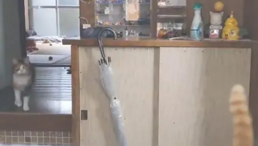 猫奴站门口不进,猫咪竟冲出来挥爪子迎接(图1)