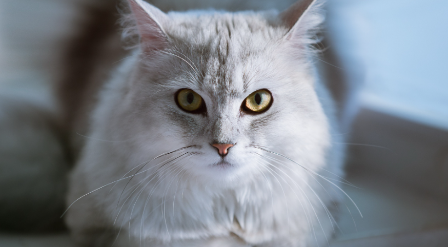 猫咪什么地方最脏?其实猫咪这些地方最脏,清洁到位,就能变得香喷喷(图2)