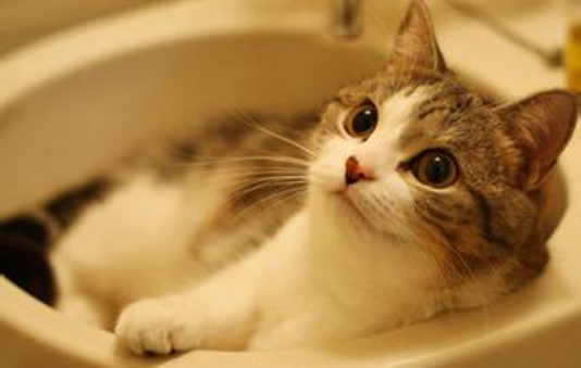 猫咪什么地方最脏?其实猫咪这些地方最脏,清洁到位,就能变得香喷喷(图1)