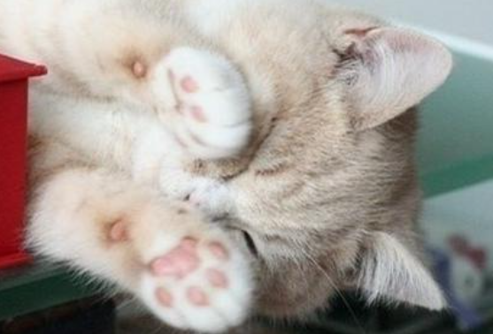 猫咪什么地方最脏?其实猫咪这些地方最脏,清洁到位,就能变得香喷喷(图3)