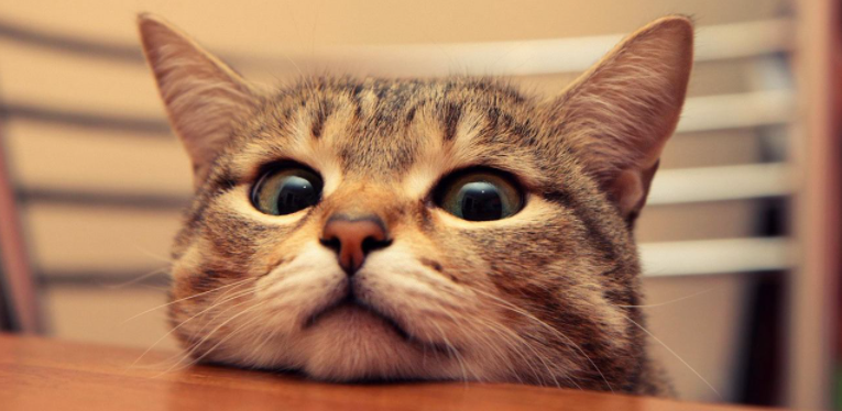 猫咪什么地方最脏?其实猫咪这些地方最脏,清洁到位,就能变得香喷喷(图4)