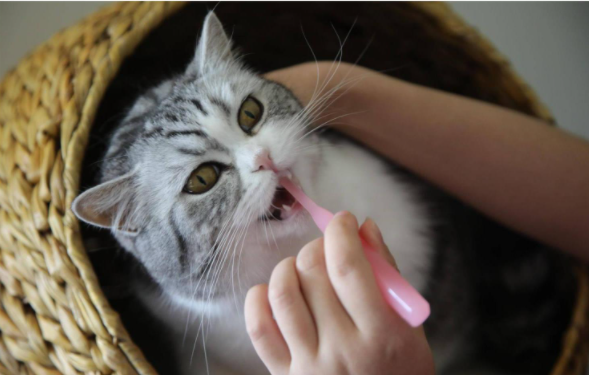 猫咪什么地方最脏?其实猫咪这些地方最脏,清洁到位,就能变得香喷喷(图5)