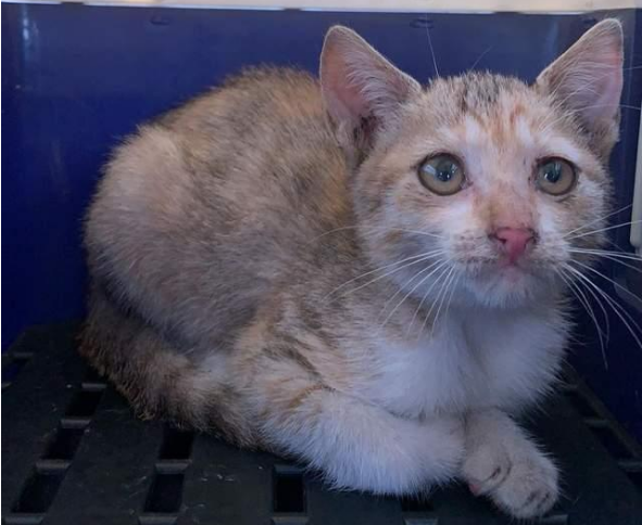 好心救助流浪小猫,却害死最心爱的猫咪!主人心痛万分(图1)