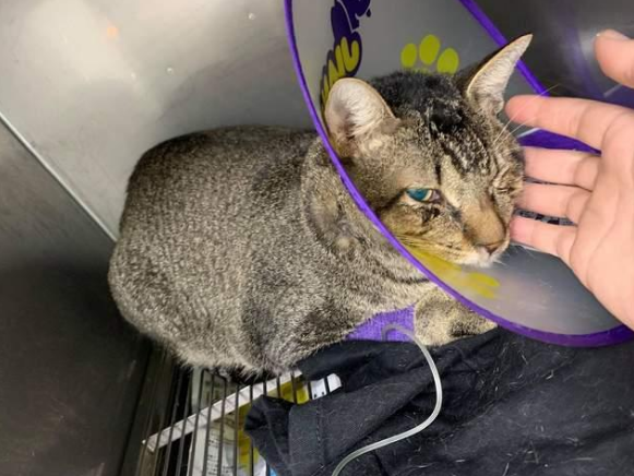 好心救助流浪小猫,却害死最心爱的猫咪!主人心痛万分(图3)