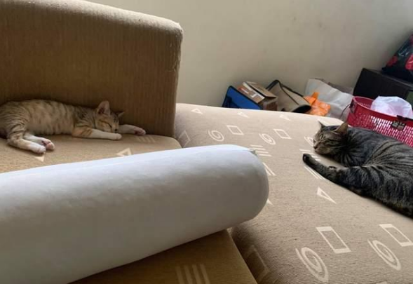 好心救助流浪小猫,却害死最心爱的猫咪!主人心痛万分(图2)