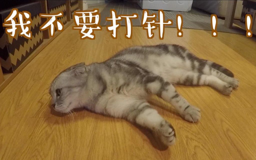 苏格兰折耳猫日常如何喂养?有几方面是需要注意的(图2)