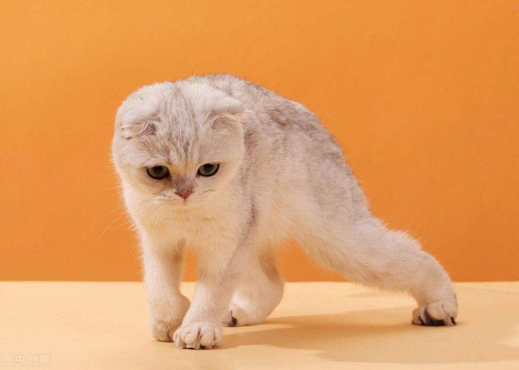 苏格兰折耳猫日常如何喂养?有几方面是需要注意的(图3)