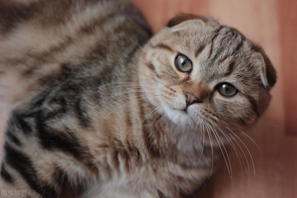 苏格兰折耳猫日常如何喂养?有几方面是需要注意的(图4)