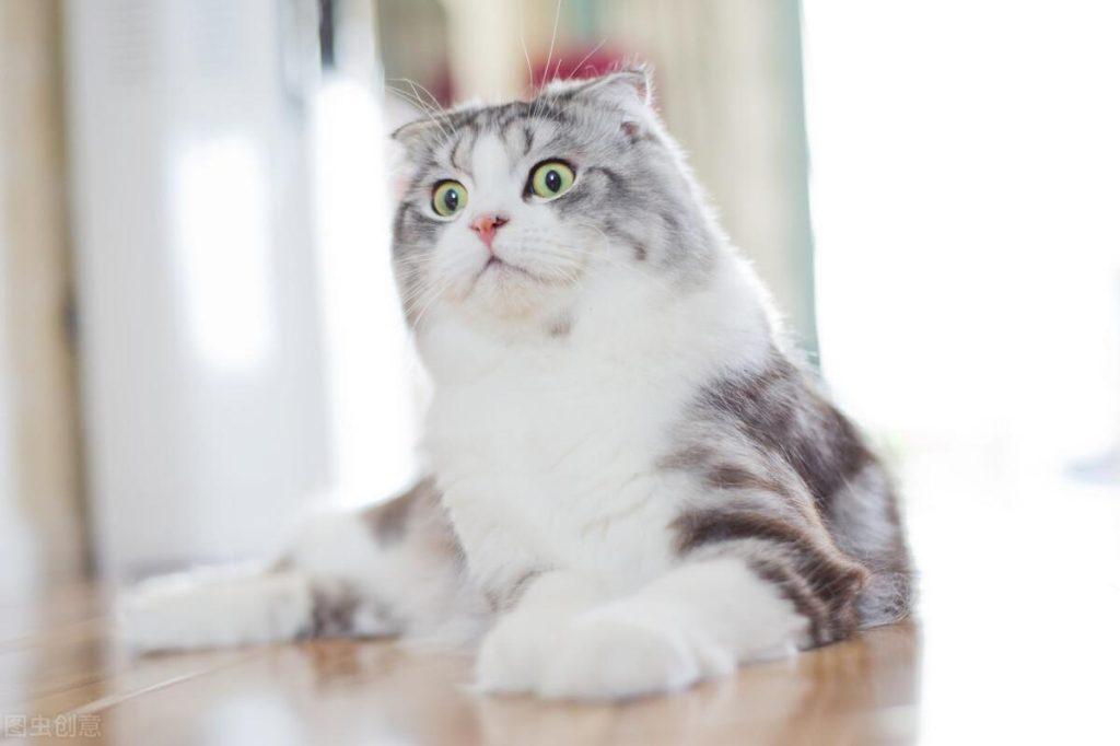 苏格兰折耳猫日常如何喂养?有几方面是需要注意的(图5)